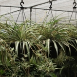 Hanging Baskets